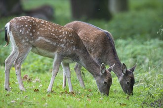 Fallow deer