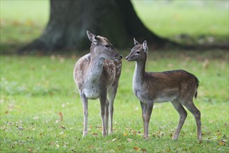 Fallow deer