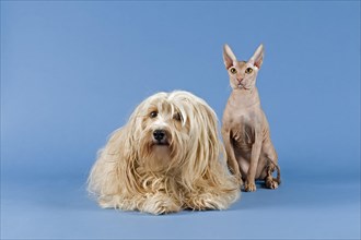 Pedigree cat and pedigree dog
