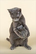 Russian Blue kitten with toy mouse