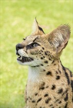 Young serval