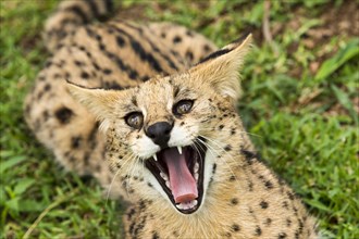 Hissing serval