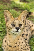 Young serval