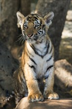 Bengal tiger