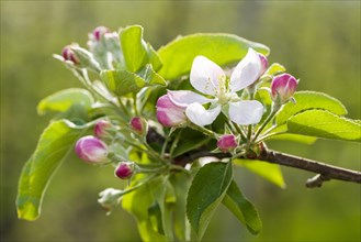 Blossoms of the apple variety 'Gala'
