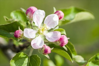 Blossom of the apple variety 'Gala'