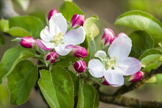 Blossoms of the apple variety 'Golden Delicious'