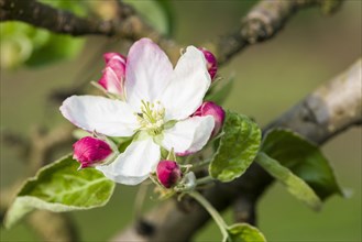 Blossom of the apple variety 'Golden Delicious'