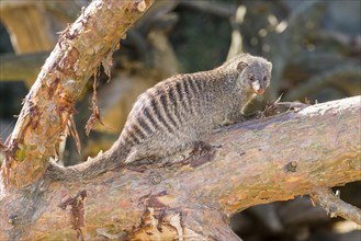 Banded Mongoose