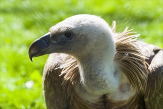 Griffon Vulture