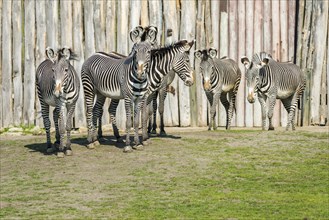 A group of Grevy's Zebras