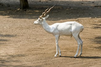 A male White Buck