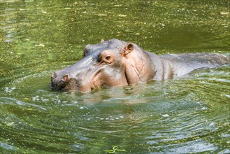 A Hippopotamus