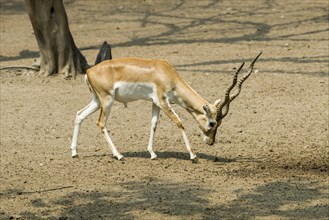 A male Black Buck