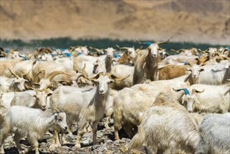 A flock of goat and sheep is grazing on a hill above the Indus Valley