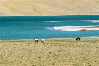 Wild horses are grazing in the barren landscape in front of a blue lake