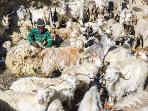 A local shepherd is shearing Pashmina Goats