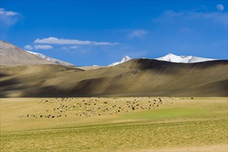 Barren landscape with a flock of Pashmina Goats