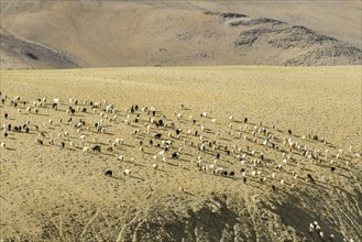 Barren landscape with a flock of Pashmina goats