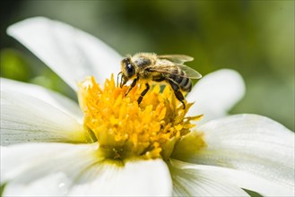 Carniolan honey bee