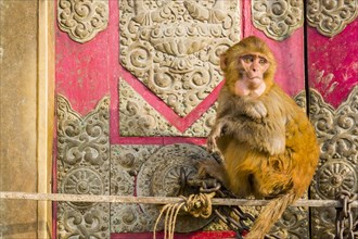 Portrait of a monkey at Swayambhu Temple