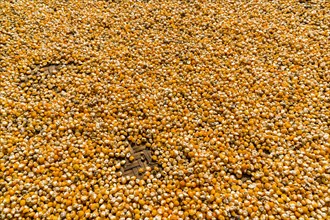 Corn is spread out on a woven plate to dry in the sun