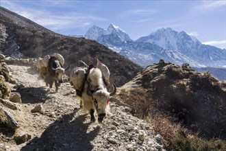Yaks are carrying goods on a track high above the valley