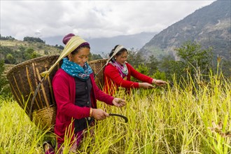Women with baskets on their back are harvesting millet by hand