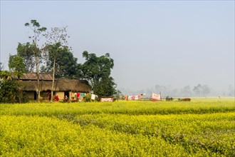 A farmers house standing in the middle of a yellow mustard field in the Terai plains