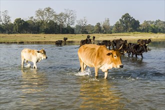 A herd of cows is crossing a shallow river