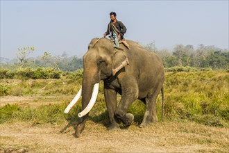 Domesticated male Asian elephant