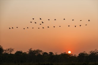 A flock of goose is flying over trees at sunset