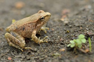 Juvenile Italian stream frog