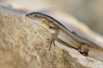 Adult snake-eyed lizard