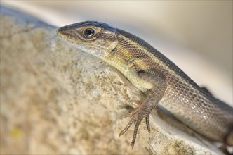 Adult snake-eyed lizard