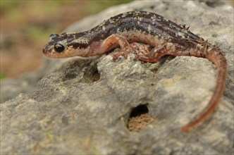 Adult Luschan's or Lycian salamander