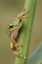 Full-grown Mediterranean Tree Frog