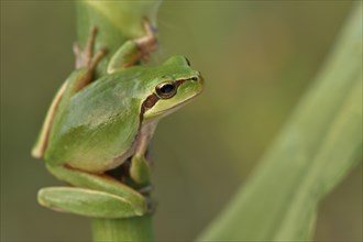 Full-grown Mediterranean Tree Frog