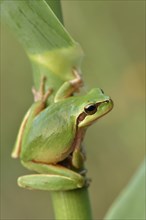 Full-grown Mediterranean Tree Frog