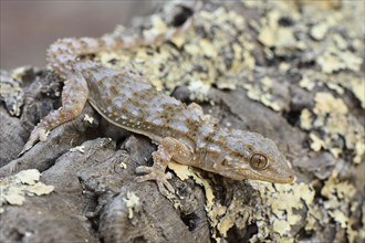 Full-grown Moorish wall gecko