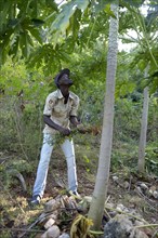 Young farmer tending to a papaya tree