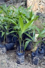 Coconut tree seedlings