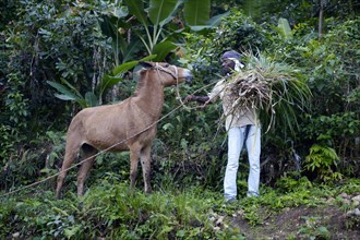 Young man with a mule and grass cuttings for livestock feed