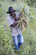 Old man grass cuttings for livestock feed