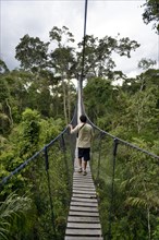 Suspension bridge between tall tropical trees of the Amazon rainforest