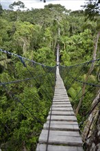 Suspension bridge between tall tropical trees of the Amazon rainforest