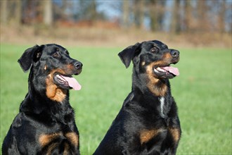 Two Beauceron dogs