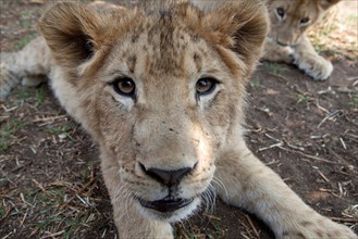 Lion