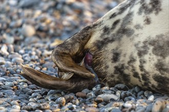 Grey seal