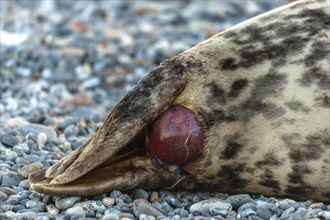 Grey seal